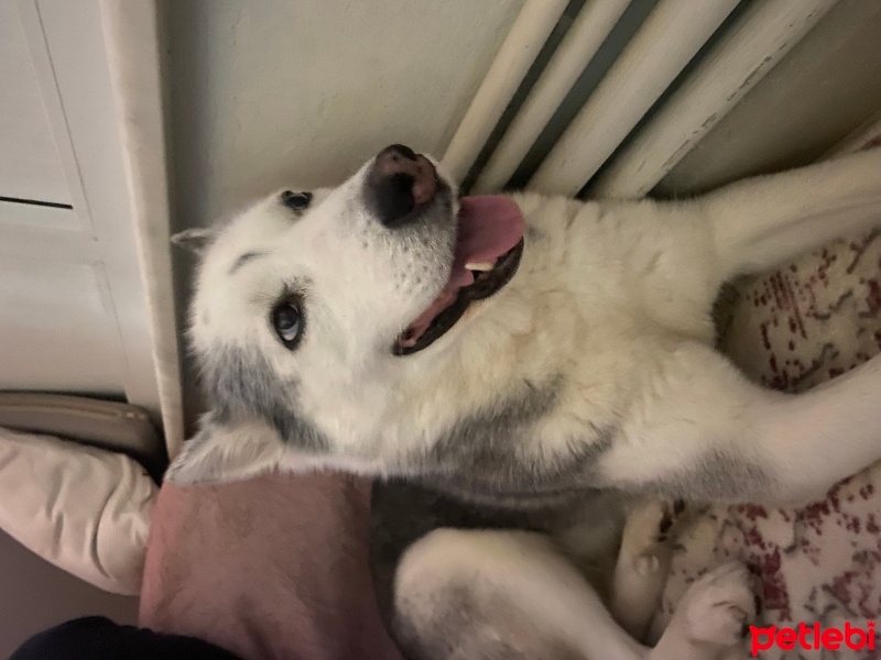 Sibirya Kurdu (Husky), Köpek  Alis fotoğrafı