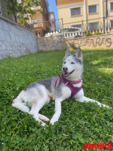 Sibirya Kurdu (Husky), Köpek  Alis fotoğrafı