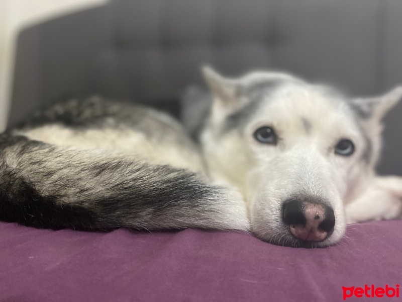 Sibirya Kurdu (Husky), Köpek  Alis fotoğrafı