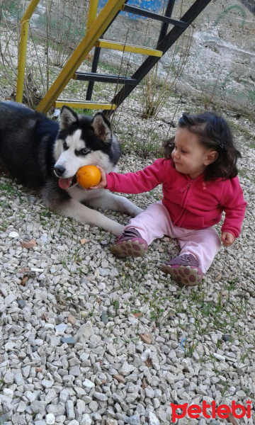 Sibirya Kurdu (Husky), Köpek  Zena fotoğrafı