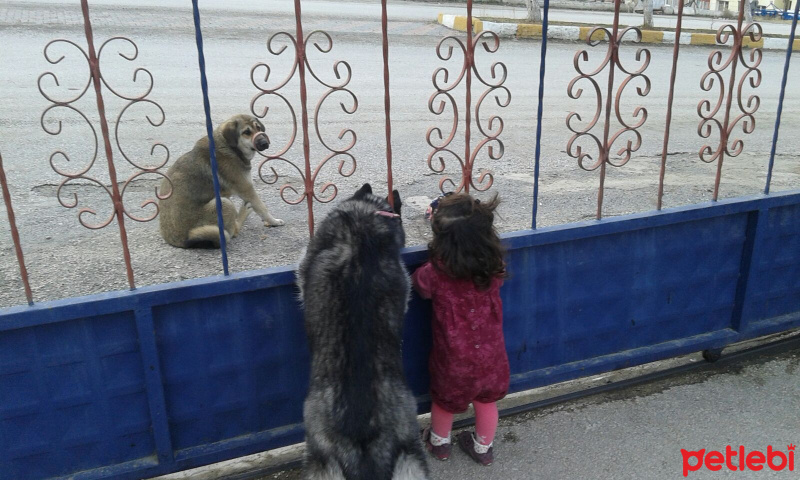 Sibirya Kurdu (Husky), Köpek  Zena fotoğrafı