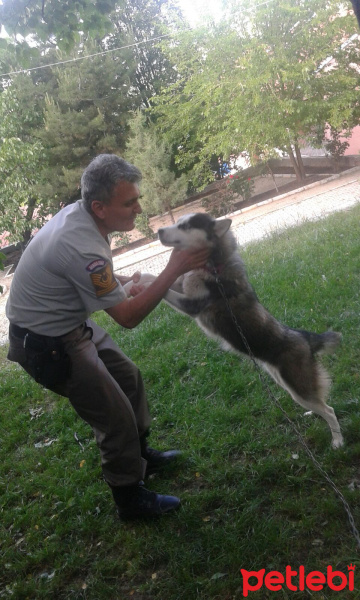 Sibirya Kurdu (Husky), Köpek  Zena fotoğrafı