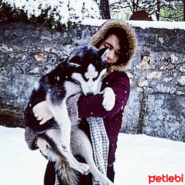 Sibirya Kurdu (Husky), Köpek  Zena fotoğrafı