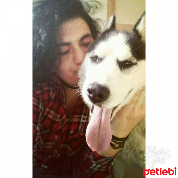 Sibirya Kurdu (Husky), Köpek  Zena fotoğrafı