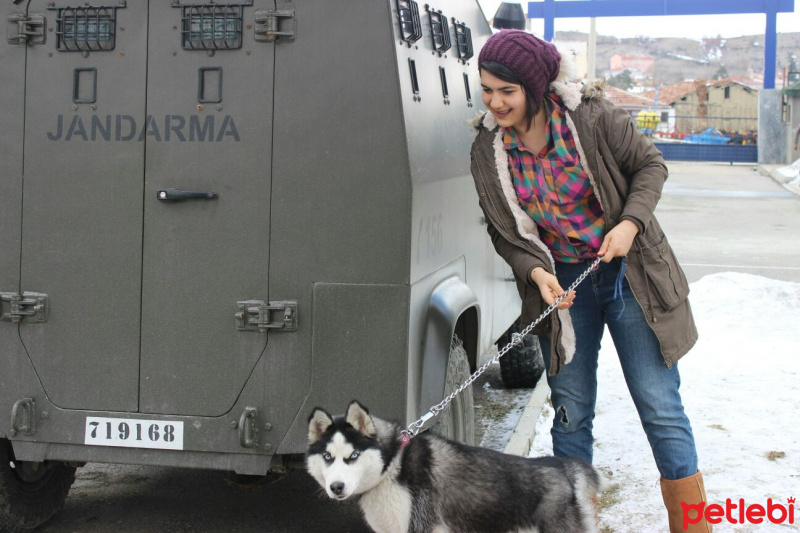 Sibirya Kurdu (Husky), Köpek  Zena fotoğrafı