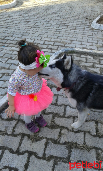 Sibirya Kurdu (Husky), Köpek  Zena fotoğrafı