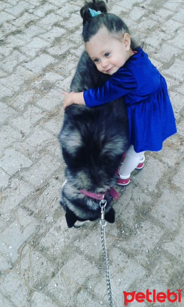 Sibirya Kurdu (Husky), Köpek  Zena fotoğrafı