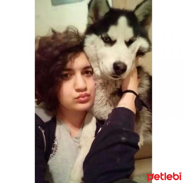 Sibirya Kurdu (Husky), Köpek  Zena fotoğrafı