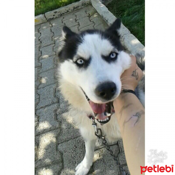 Sibirya Kurdu (Husky), Köpek  Zena fotoğrafı