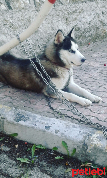 Sibirya Kurdu (Husky), Köpek  Zena fotoğrafı