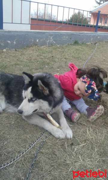 Sibirya Kurdu (Husky), Köpek  Zena fotoğrafı