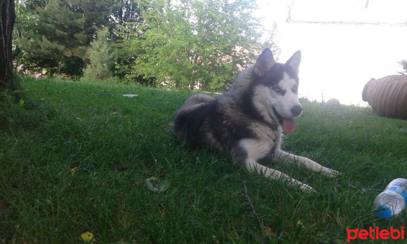 Sibirya Kurdu (Husky), Köpek  Zena fotoğrafı