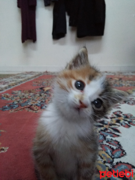 Cymric, Kedi  MİŞA fotoğrafı