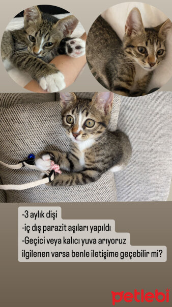 Tekir Kedi, Kedi  Adı yok fotoğrafı