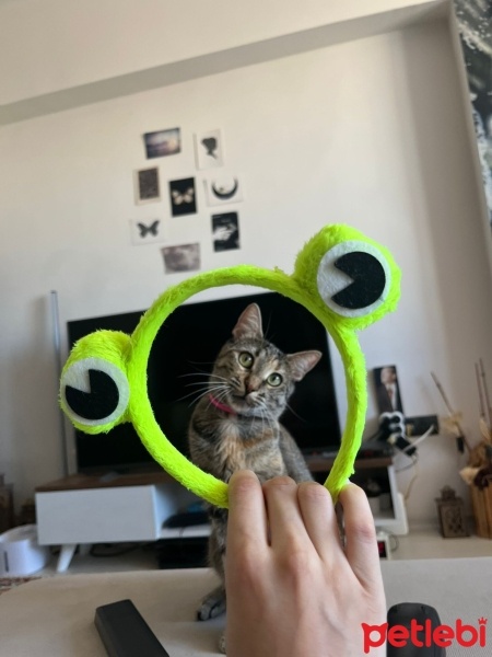 Tekir Kedi, Kedi  Sütlaç fotoğrafı