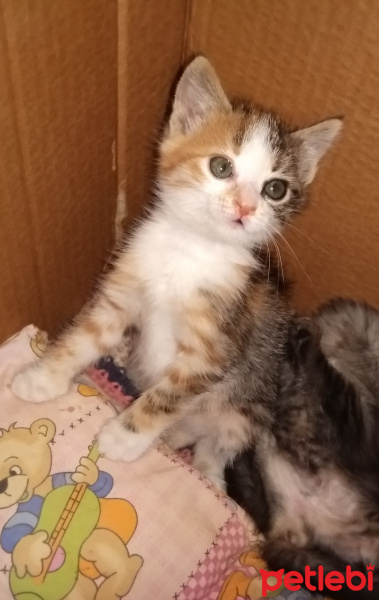 Cymric, Kedi  MİŞA fotoğrafı