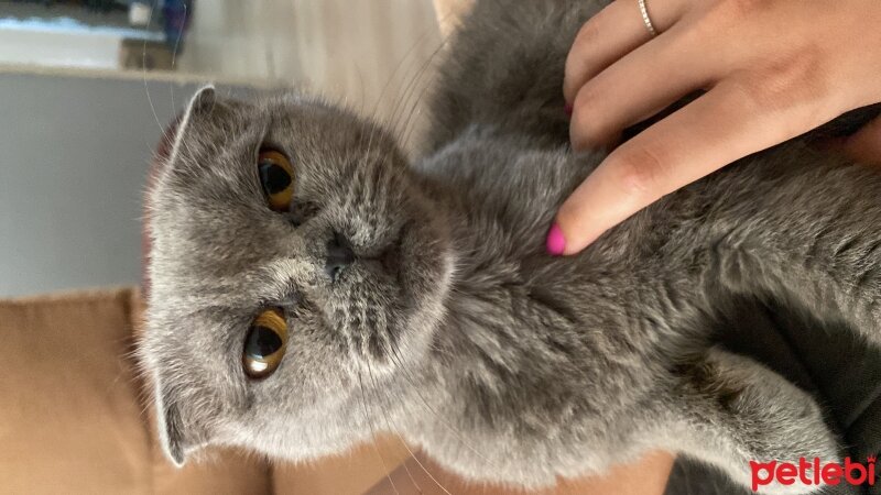 Scottish Fold, Kedi  Misha fotoğrafı