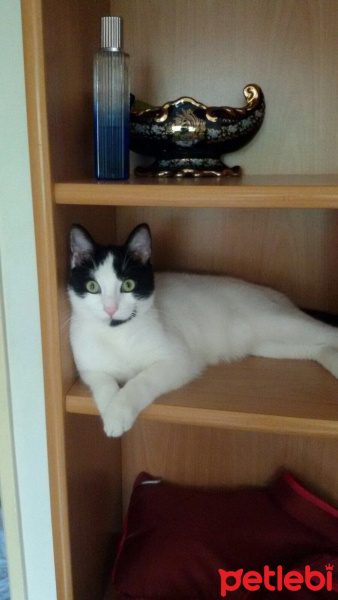 Snowshoe (Karayak), Kedi  Tayyar fotoğrafı