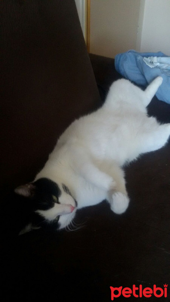 Snowshoe (Karayak), Kedi  Tayyar fotoğrafı