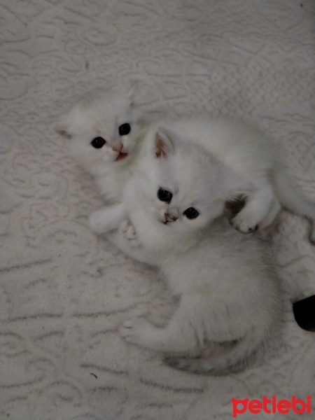 Scottish Fold, Kedi  Layla fotoğrafı