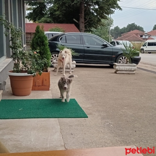 Samoyed, Köpek  MAŞA fotoğrafı
