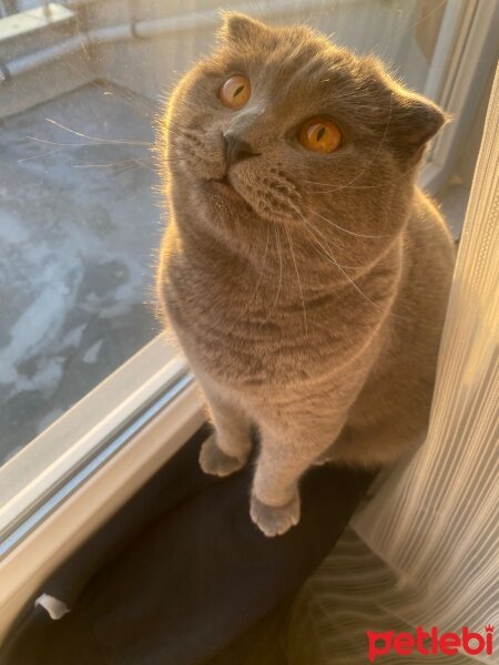 Scottish Fold, Kedi  Luna fotoğrafı