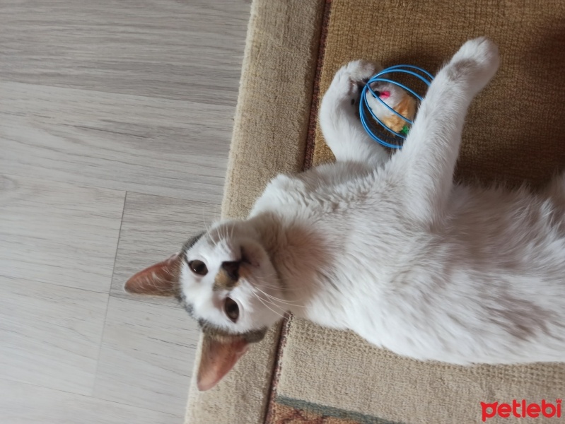 Tekir Kedi, Kedi  Bal fotoğrafı