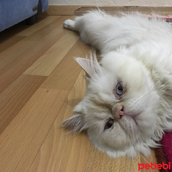 İran Kedisi (Persian), Kedi  Chiwas fotoğrafı