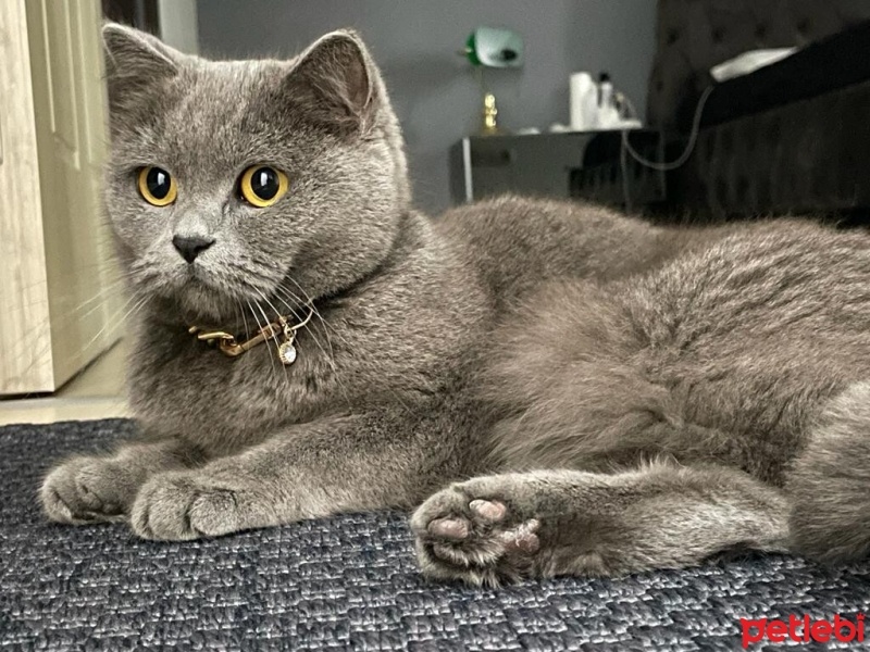 British Shorthair, Kedi  Bihter fotoğrafı