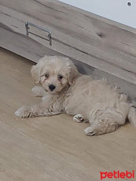 Maltese, Köpek  lucy fotoğrafı