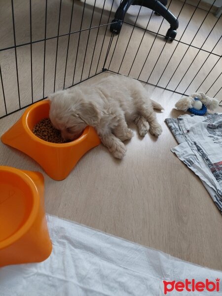 Maltese, Köpek  lucy fotoğrafı