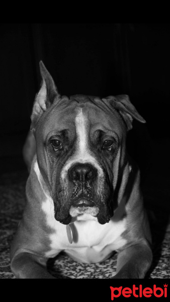Boxer, Köpek  Rocky fotoğrafı