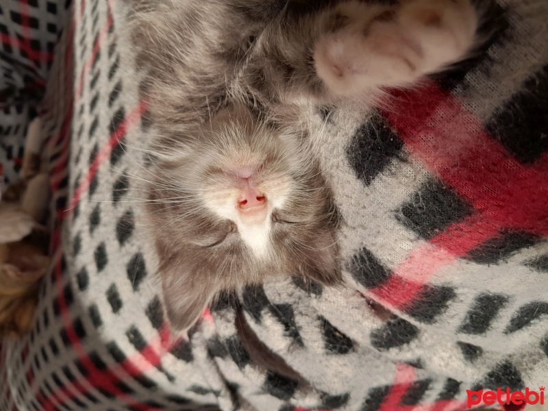 British Shorthair, Kedi  Irmak fotoğrafı