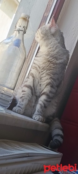 Scottish Fold, Kedi  Duman fotoğrafı