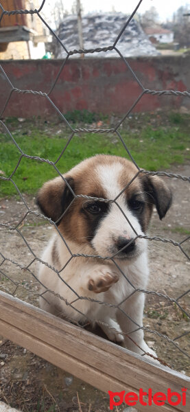  Köpek  Garip fotoğrafı