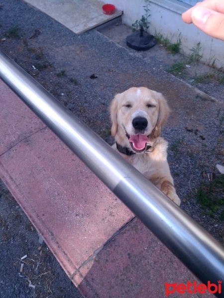 Golden Retriever, Köpek  Tofi fotoğrafı