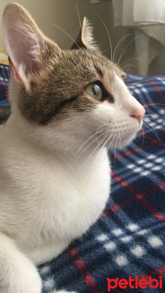 Tekir Kedi, Kedi  Limon fotoğrafı