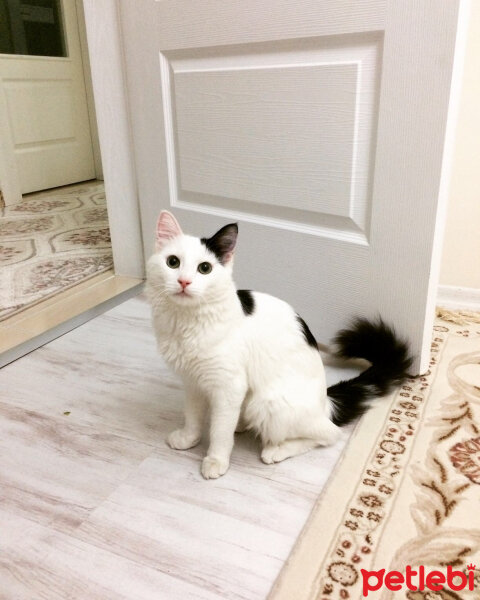 Ankara Kedisi, Kedi  PATİ fotoğrafı