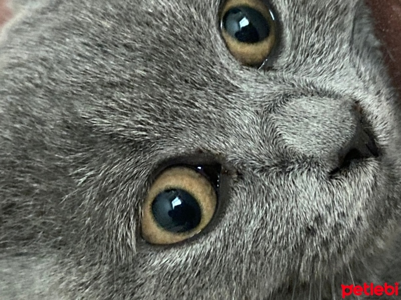British Shorthair, Kedi  Duman fotoğrafı
