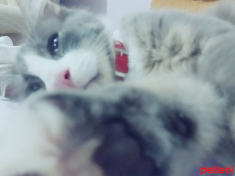 Tekir Kedi, Kedi  Fabri fotoğrafı