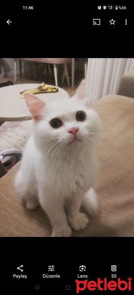 Chinchilla, Kedi  Pamuk fotoğrafı