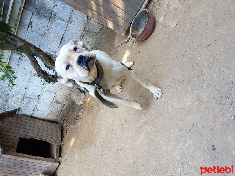 Dogo Arjantin, Köpek  Alice fotoğrafı