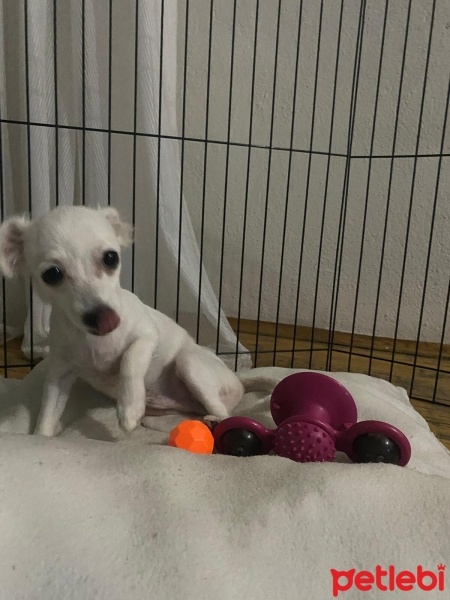 Chihuahua, Köpek  Snow fotoğrafı