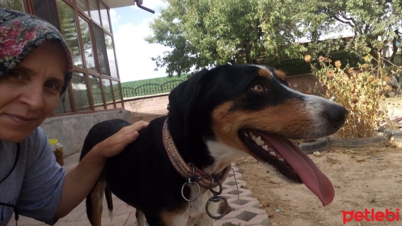 Sokö (Sokak Köpeği), Köpek  Karmen fotoğrafı
