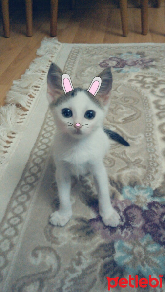 Tekir Kedi, Kedi  Tarçın fotoğrafı