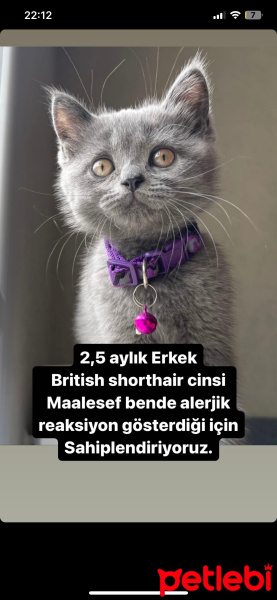 British Shorthair, Kedi  Paşamız fotoğrafı