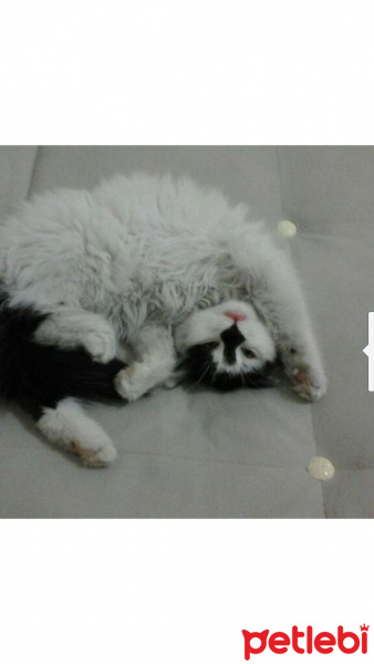 Ankara Kedisi, Kedi  Pamuk fotoğrafı