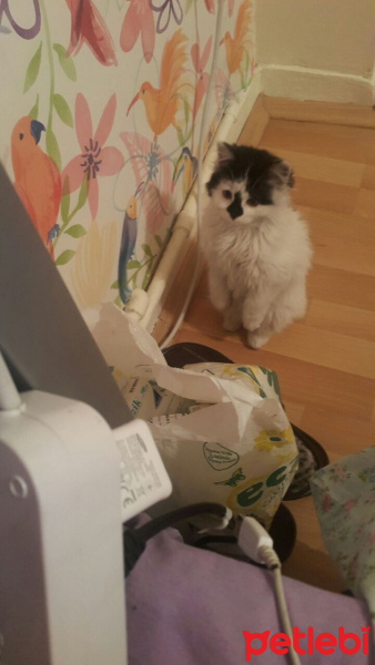 Ankara Kedisi, Kedi  Pamuk fotoğrafı