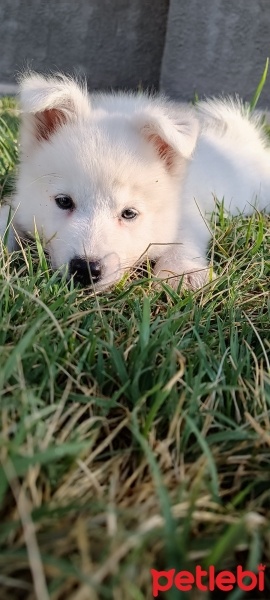 Samoyed, Köpek  Casper fotoğrafı