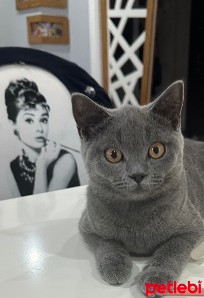 British Shorthair, Kedi  Gölge fotoğrafı